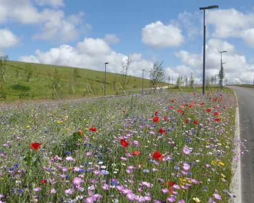 Prairie fleurie